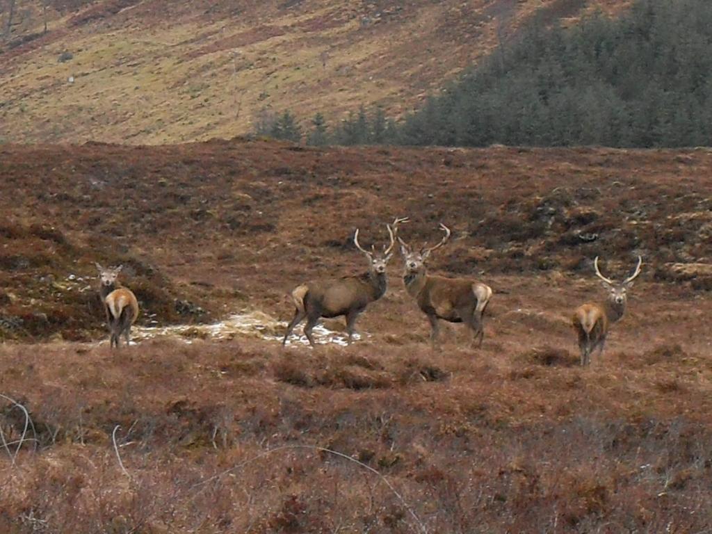 Ledgowan Lodge Hotel Achnasheen Bagian luar foto